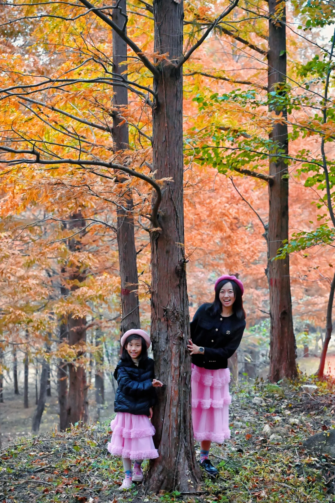 99%青岛人都不知道的水杉秘境!独享童话森林