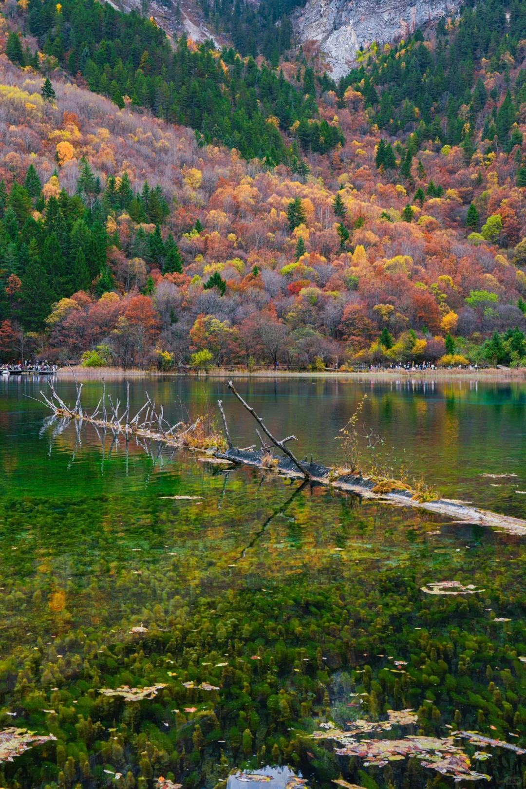 趁门票降价,一天逛完九寨沟攻略❗️
