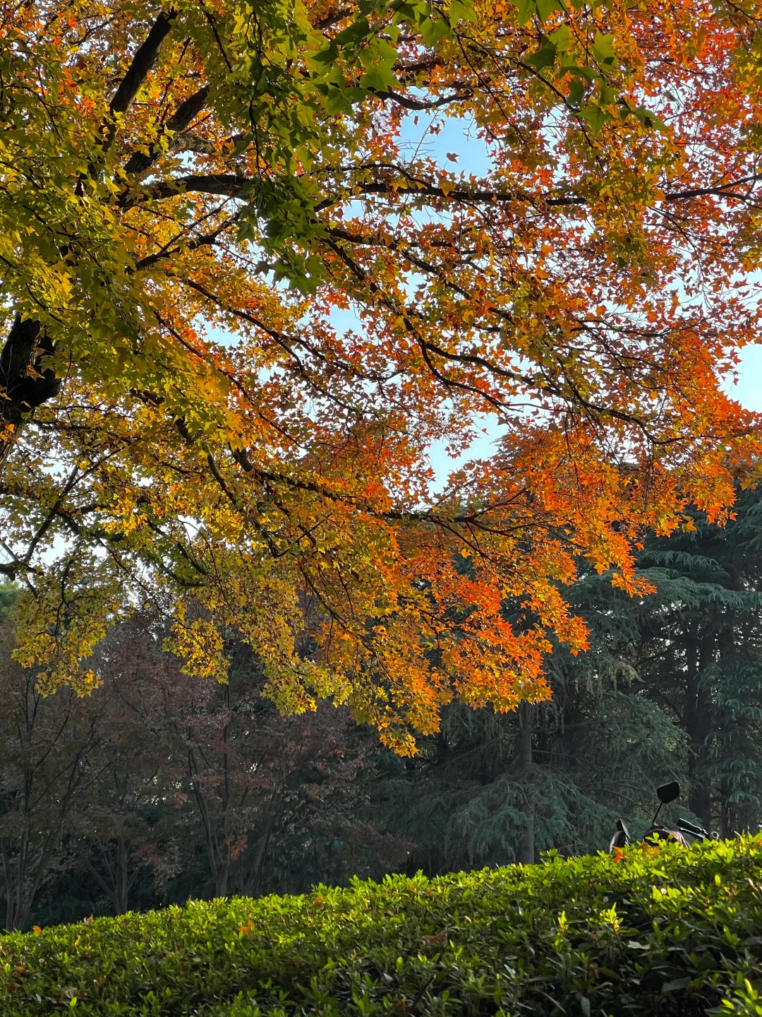 等了一年,就为了11月的南京!!🍁