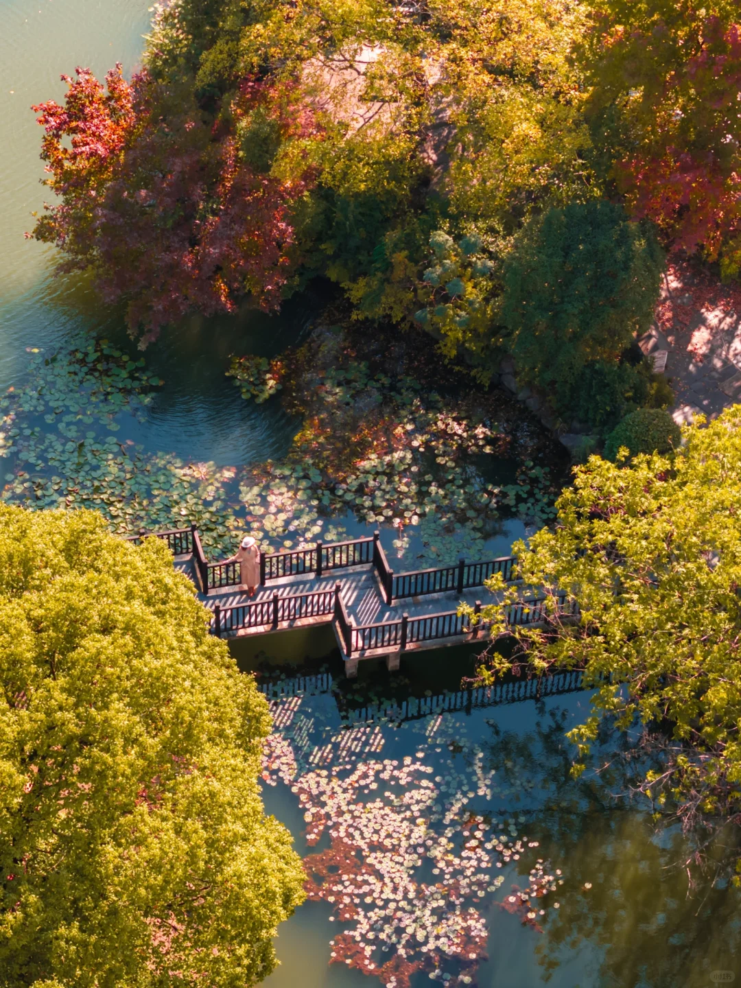 皖南的🍁枫叶已红!这个小镇的秋色美翻了‼️