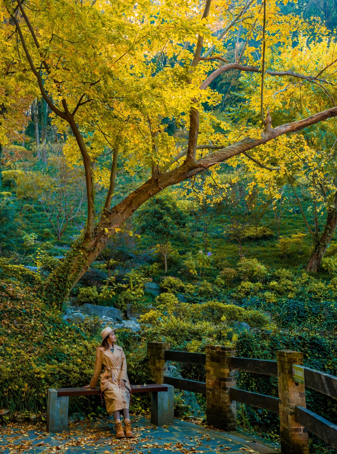 皖南的🍁枫叶已红!这个小镇的秋色美翻了‼️