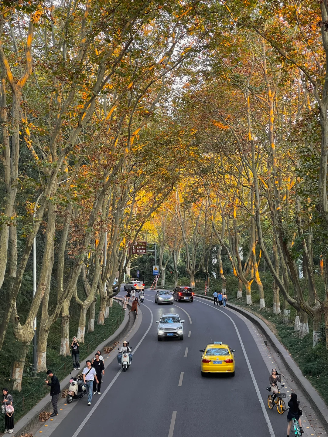 等了一年,就为了11月的南京!!🍁