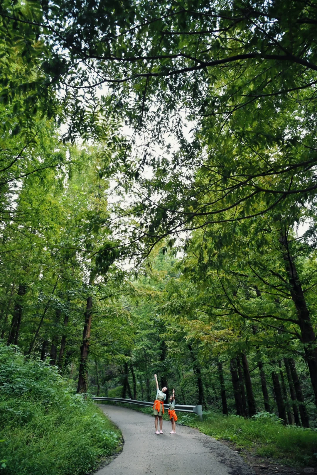 99%青岛人都不知道的水杉秘境!独享童话森林