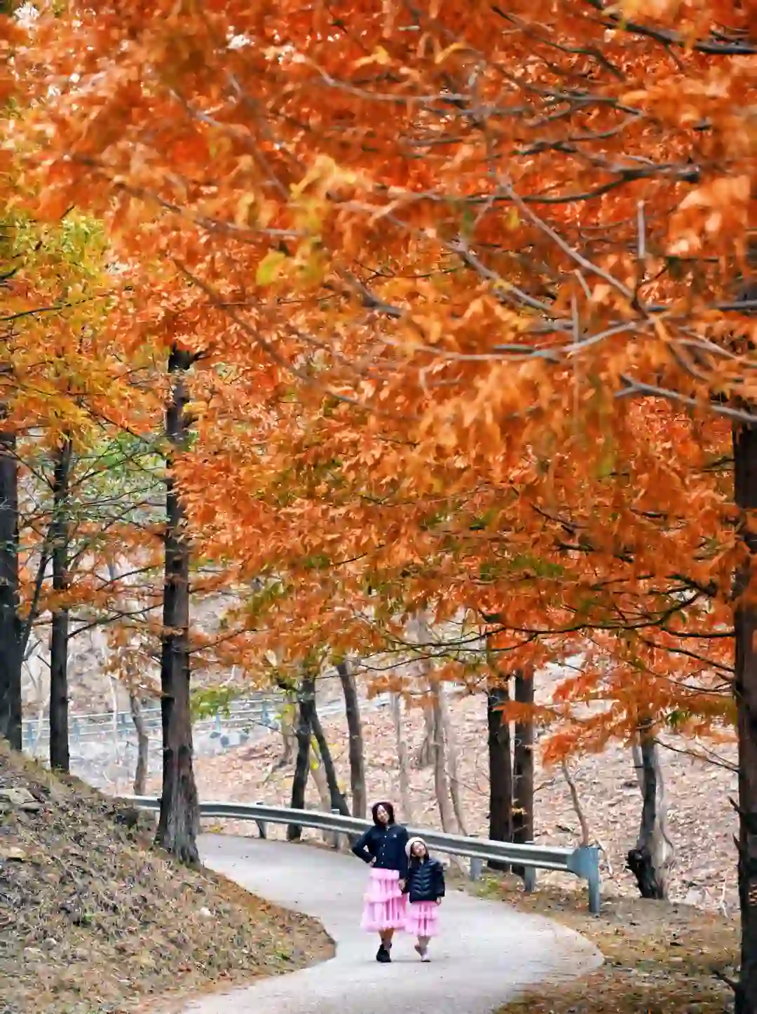99%青岛人都不知道的水杉秘境!独享童话森林