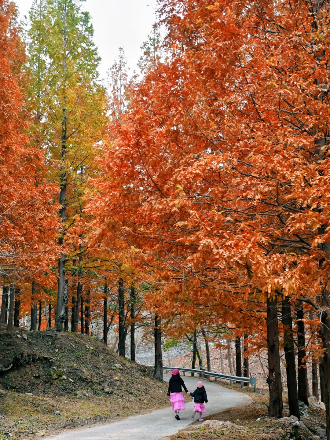 99%青岛人都不知道的水杉秘境!独享童话森林