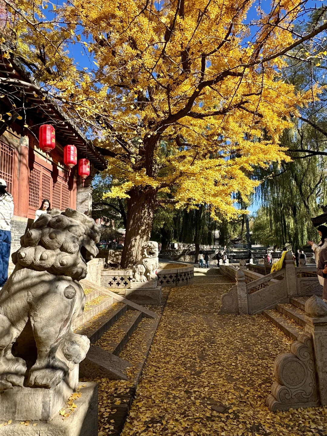 11.4的晋祠银杏大道live实拍🍂