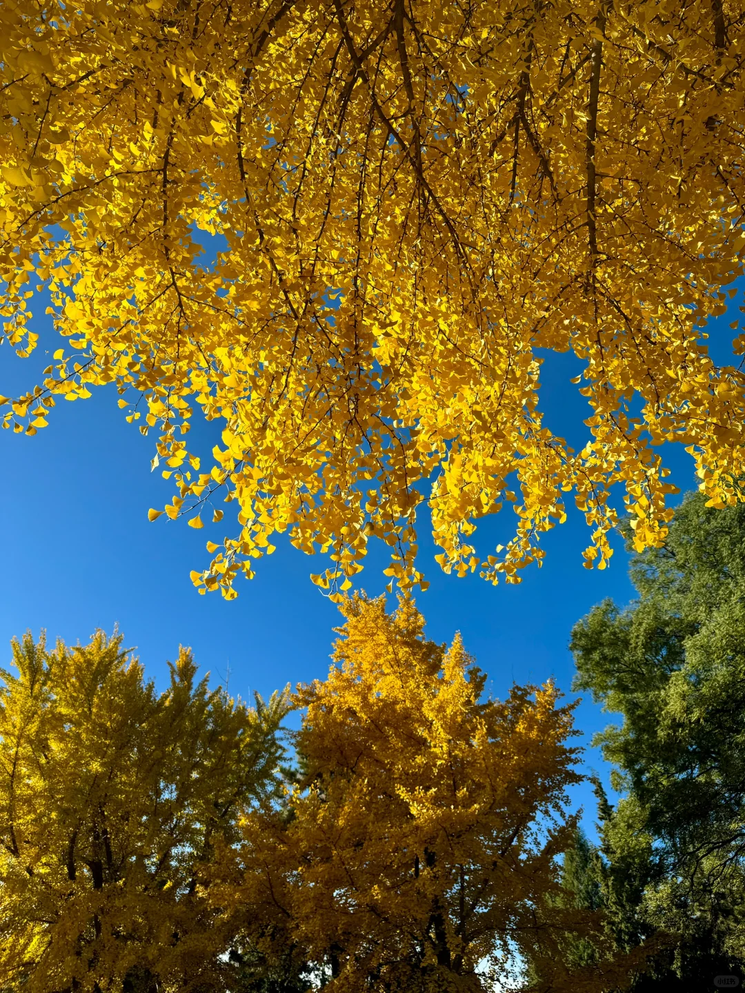 11.4的晋祠银杏大道live实拍🍂