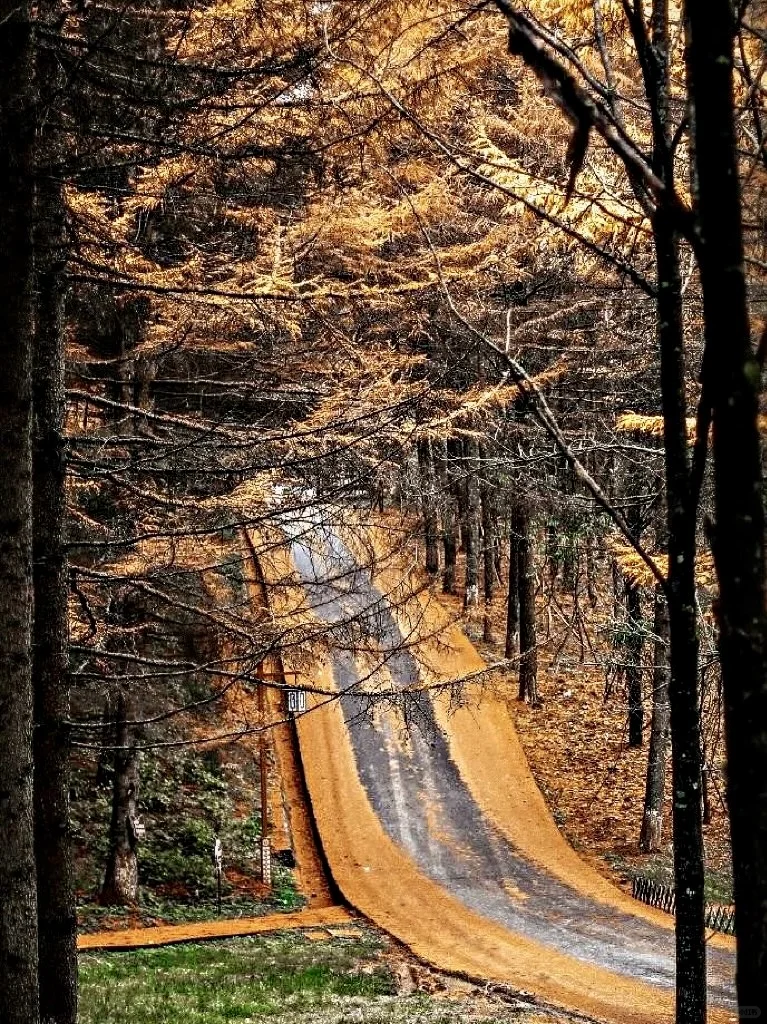 成都周边小众赏秋!🍂像童话里的彩林山谷…