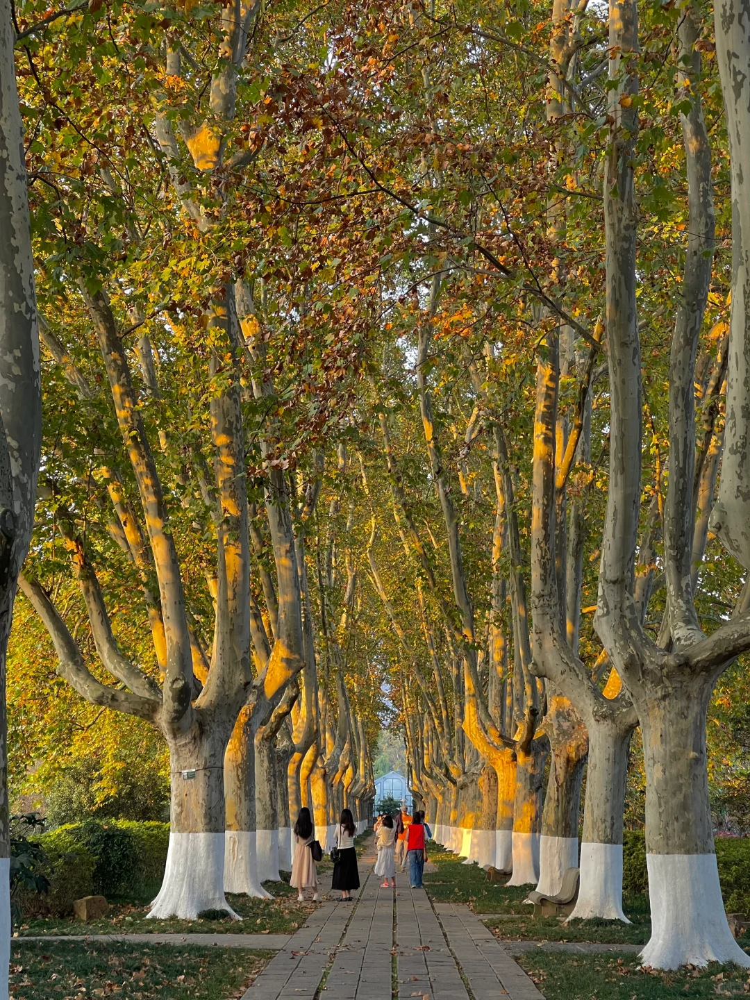 等了一年,就为了11月的南京!!🍁