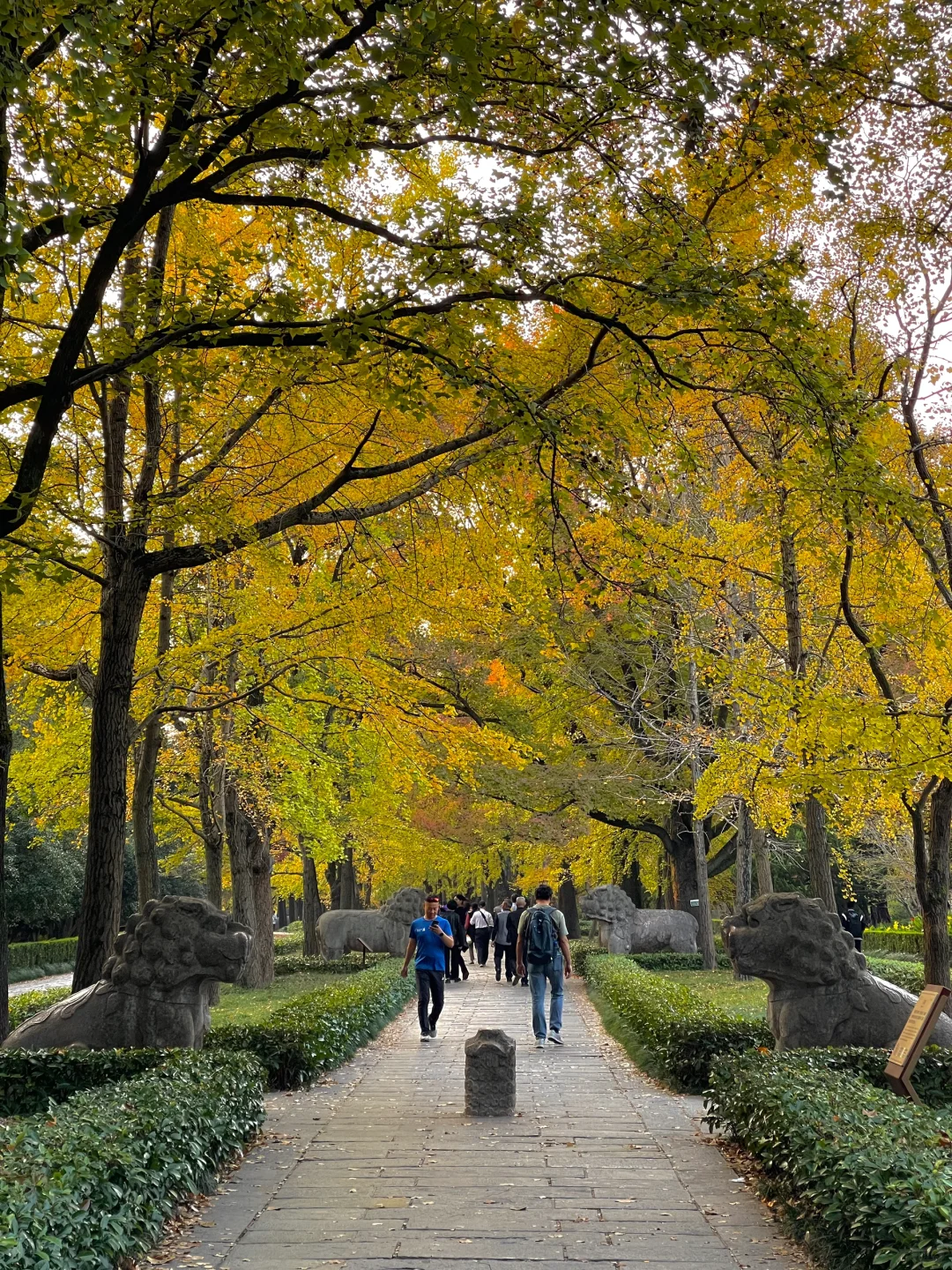 等了一年,就为了11月的南京!!🍁