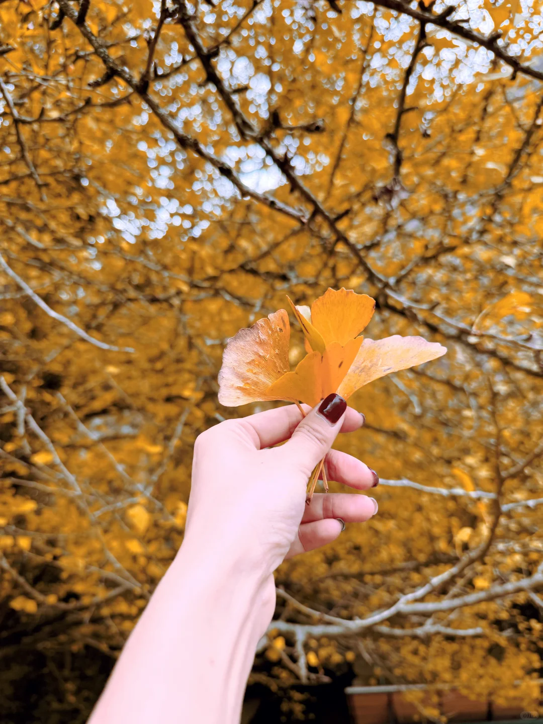 📖大慈岩秋日攻略 | 银杏与悬空寺的浪漫邂