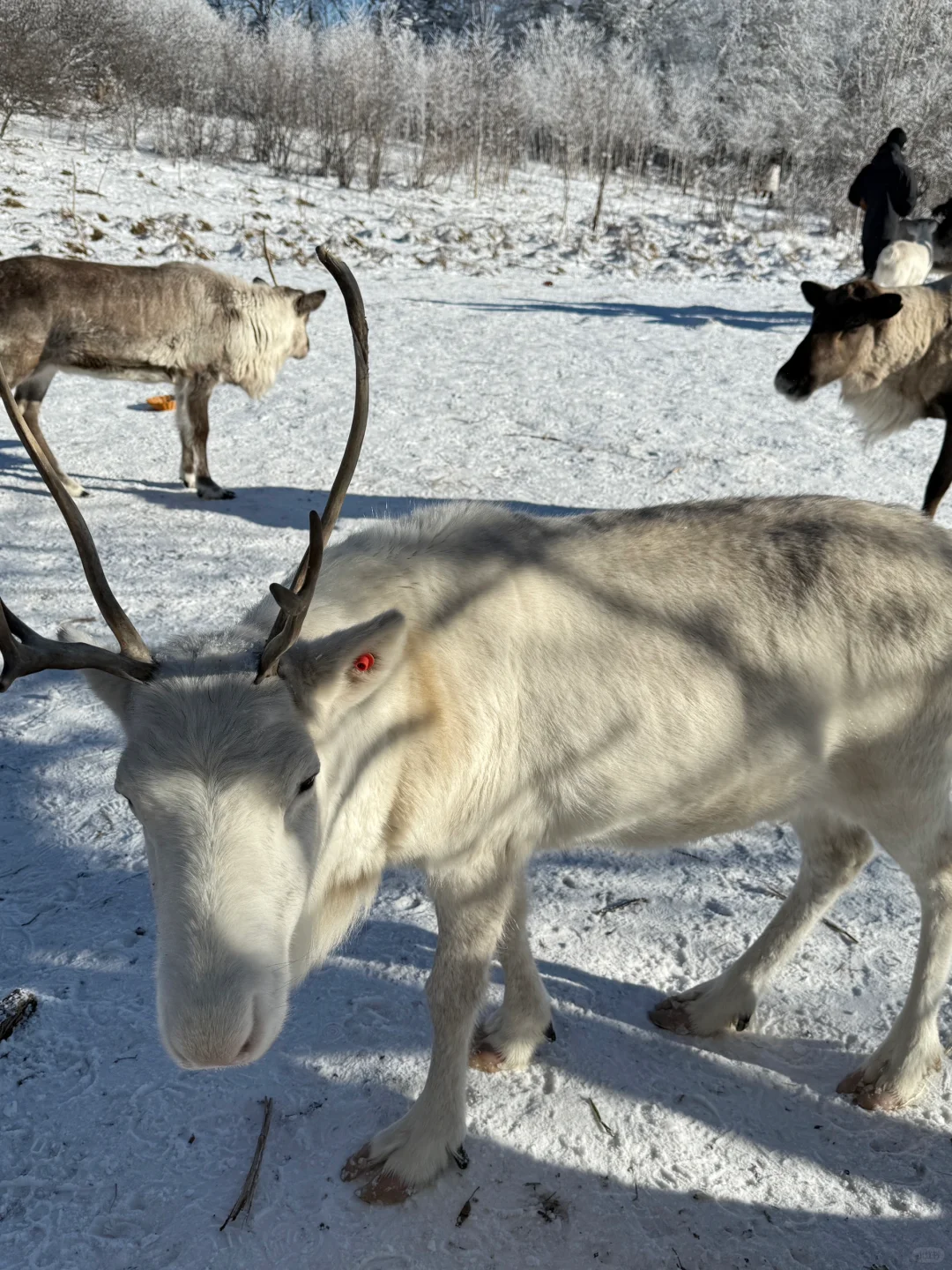 闯入冰雪森林🦌