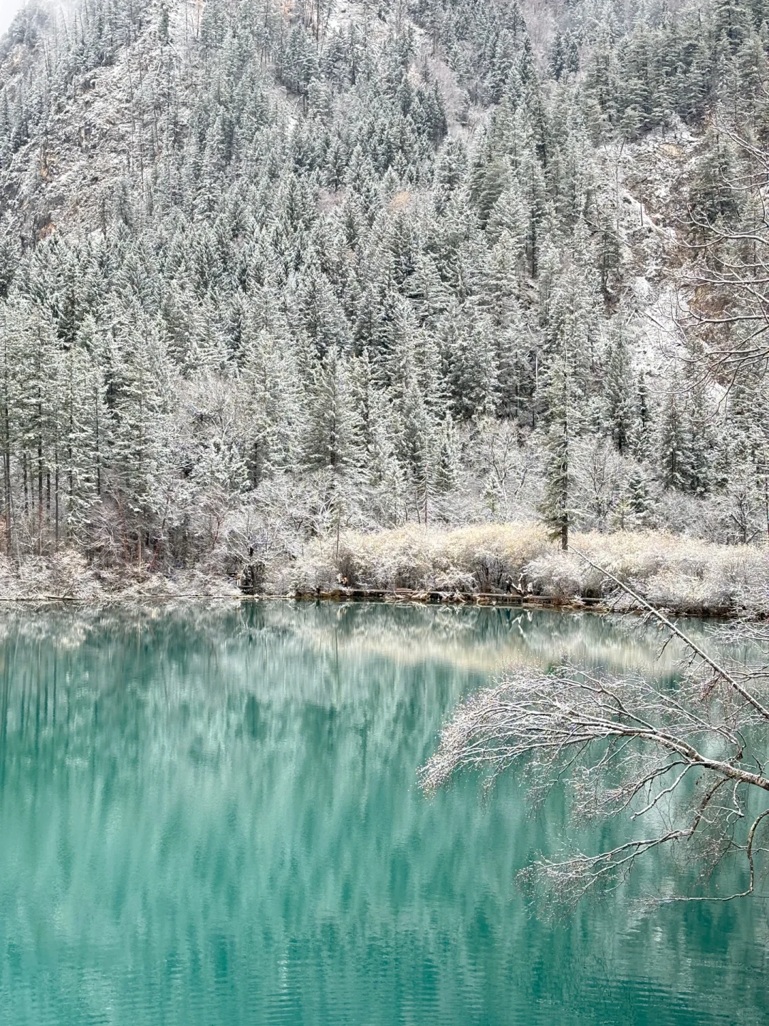 11.19九寨沟live图直出‼️邂逅了一场大雪❄️