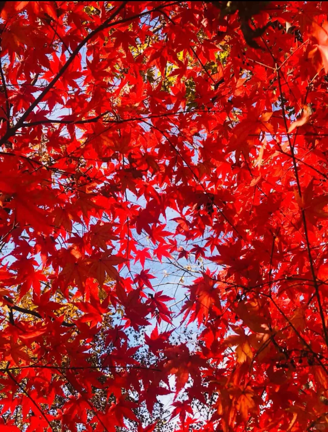 【南京栖霞山】赏枫🍁自驾游攻略