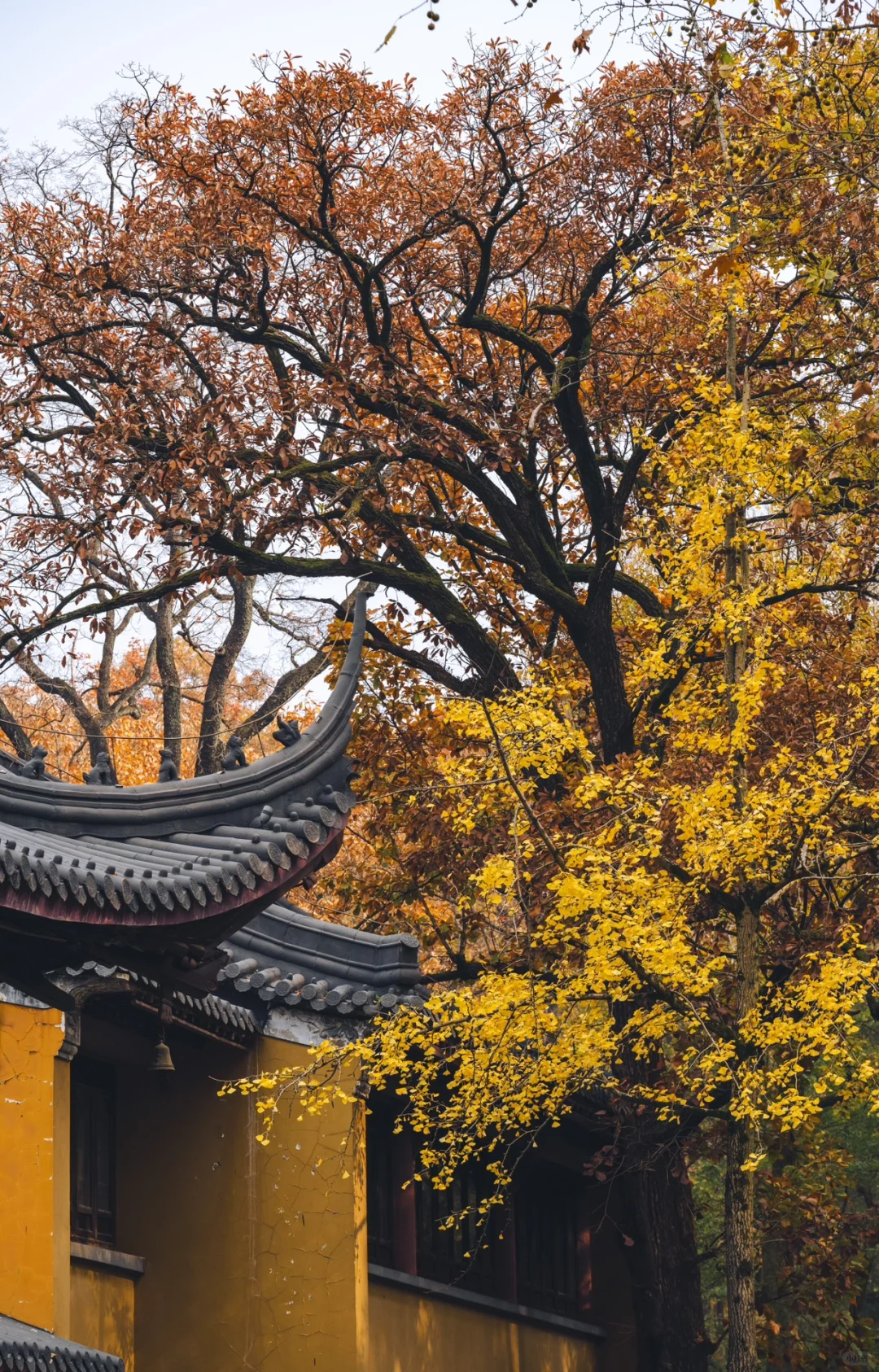 12.5实拍，为灵谷寺的每一棵树欢呼