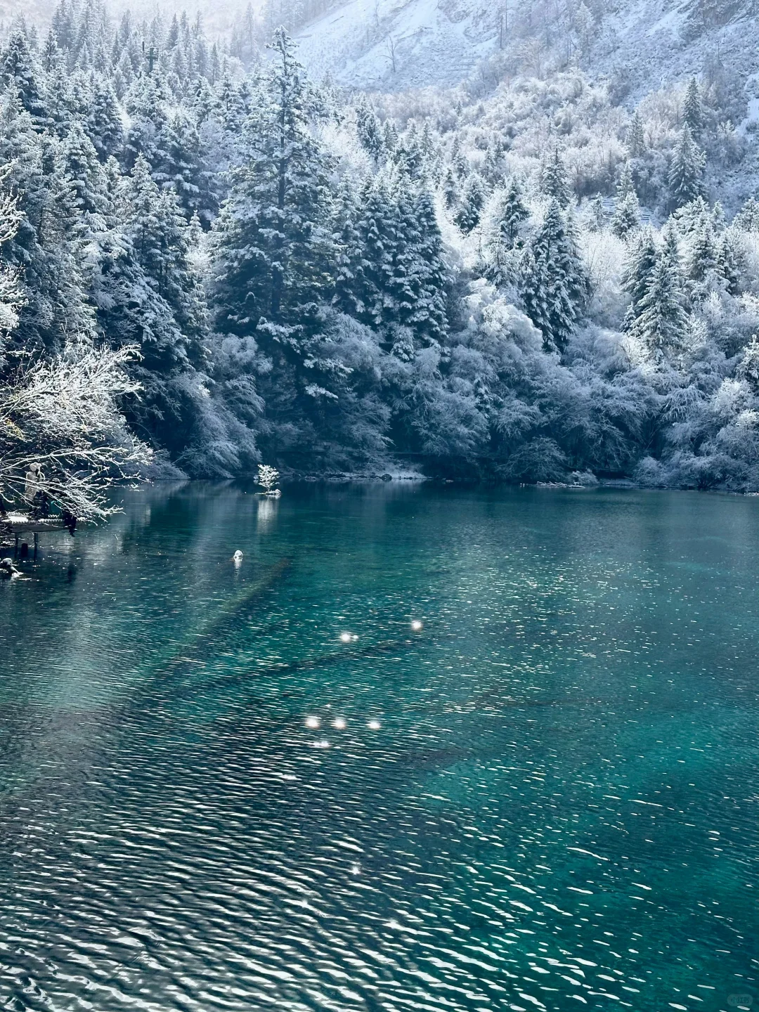 说真的‼️大家千万不要放过下雪的九寨沟啊!