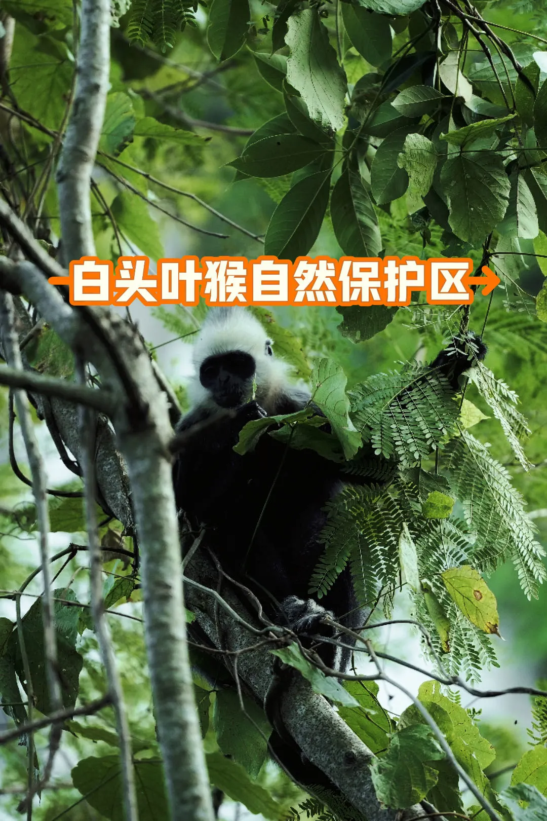 广西崇左保姆级旅游攻略🌟值得反复打卡！！