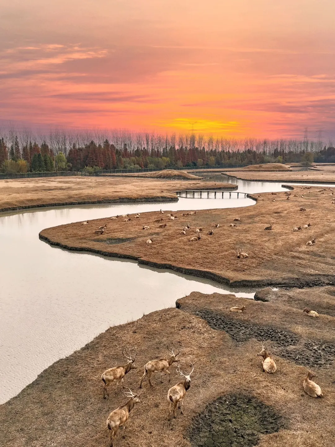 高铁直达,江浙沪被严重低估的湿地公园‼