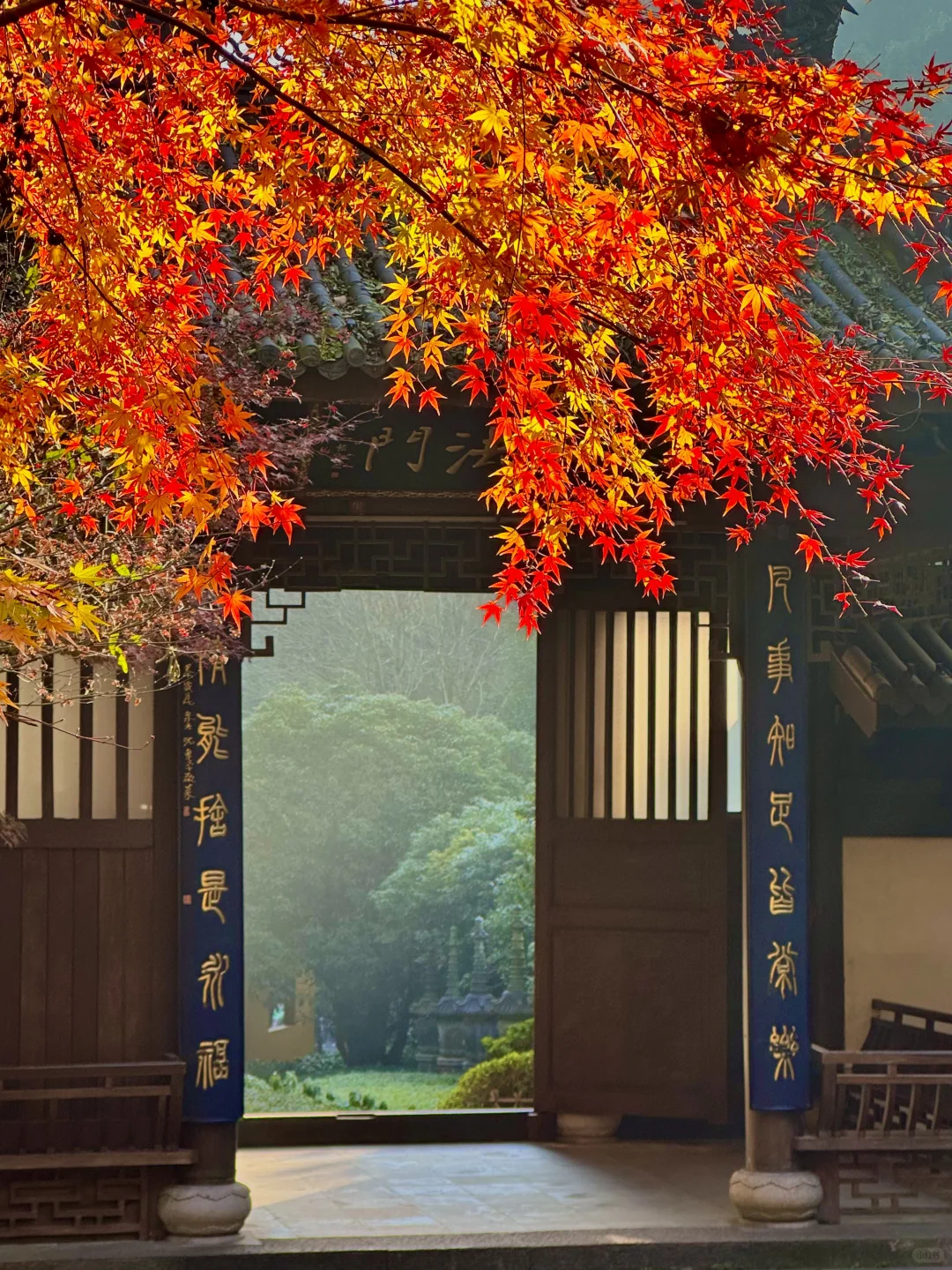 12.16永福寺实拍！杭州枫叶真的美疯了！！