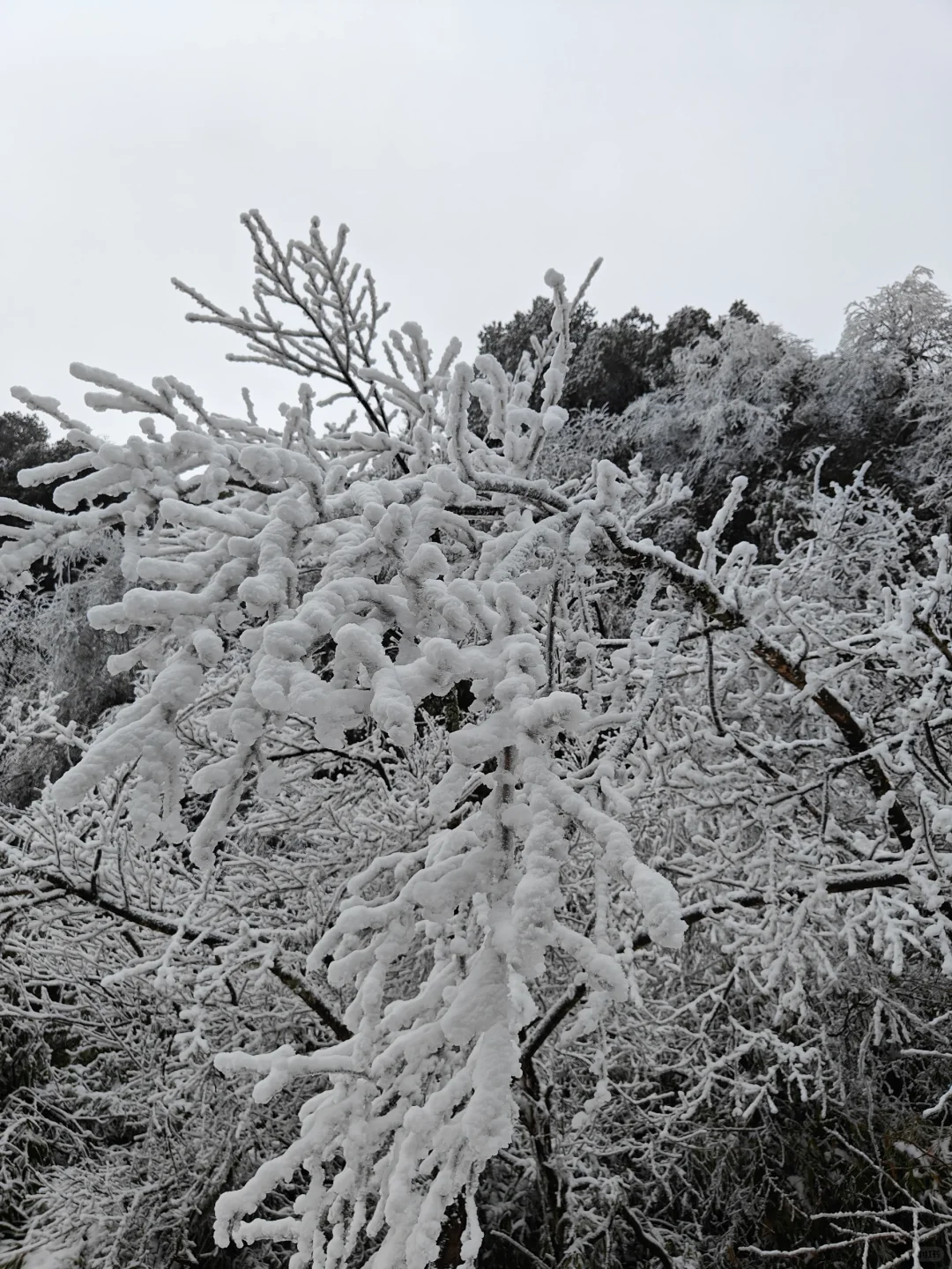 南天湖❄️哪里人少景美出片？（附攻略）
