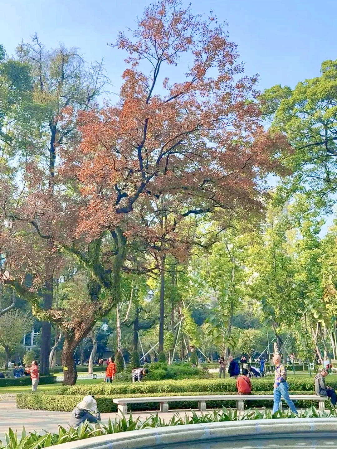 先出发再说｜分享5️⃣个在广州拍枫叶的宝藏地