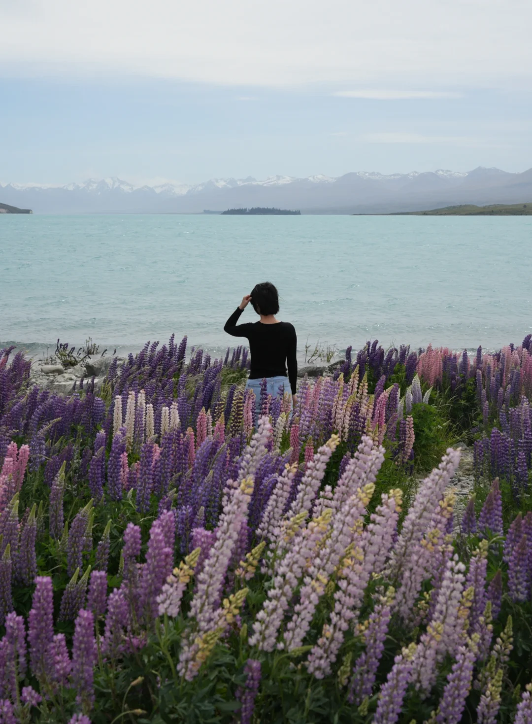 🇳🇿｜Lake Tekapo 原来鲁冰花是真的这么美