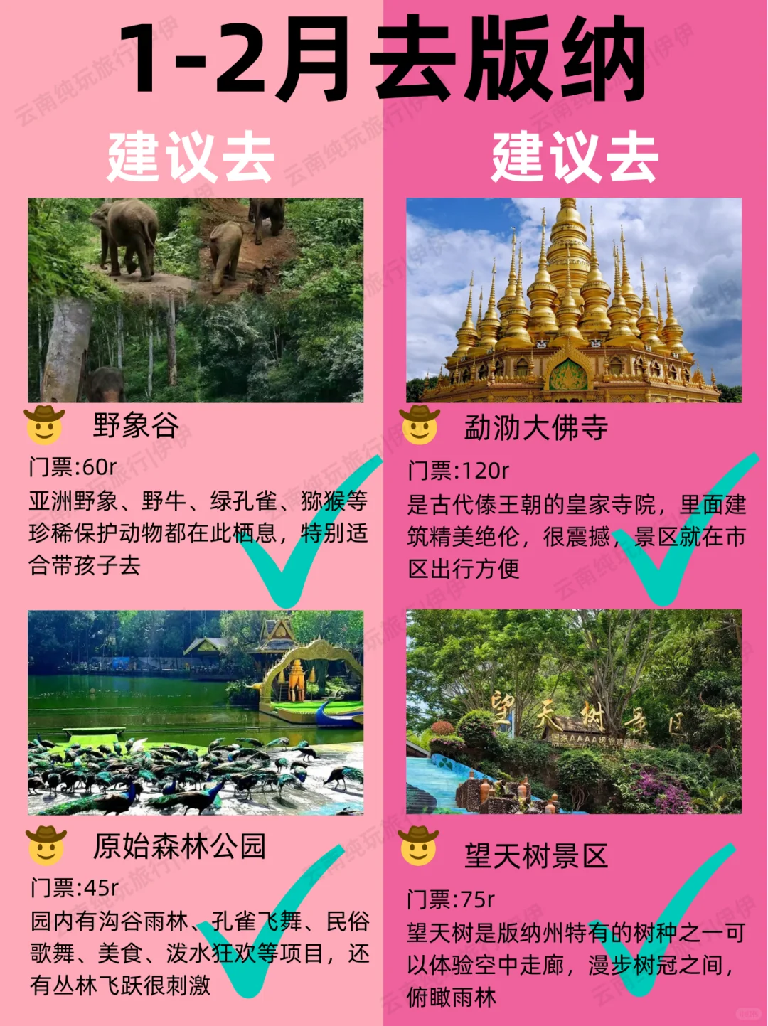 版纳1-2月景点红黑榜📍建议去🆚不建议