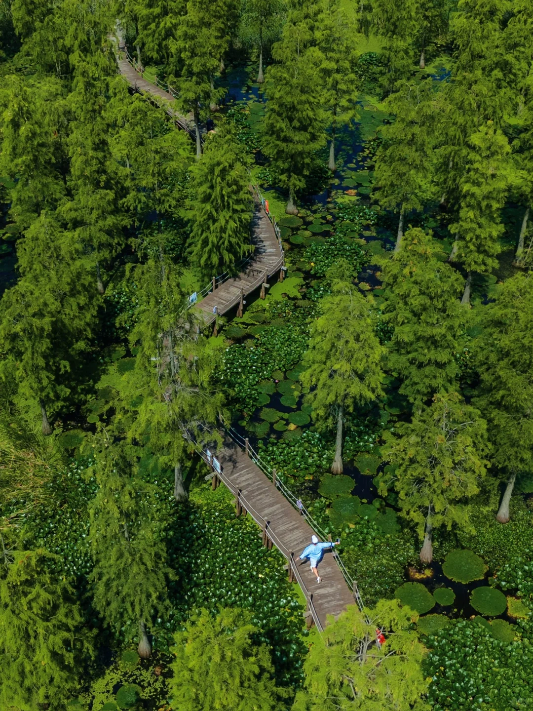 南京被严重低估的绿野仙踪🌲四次上过央视‼️