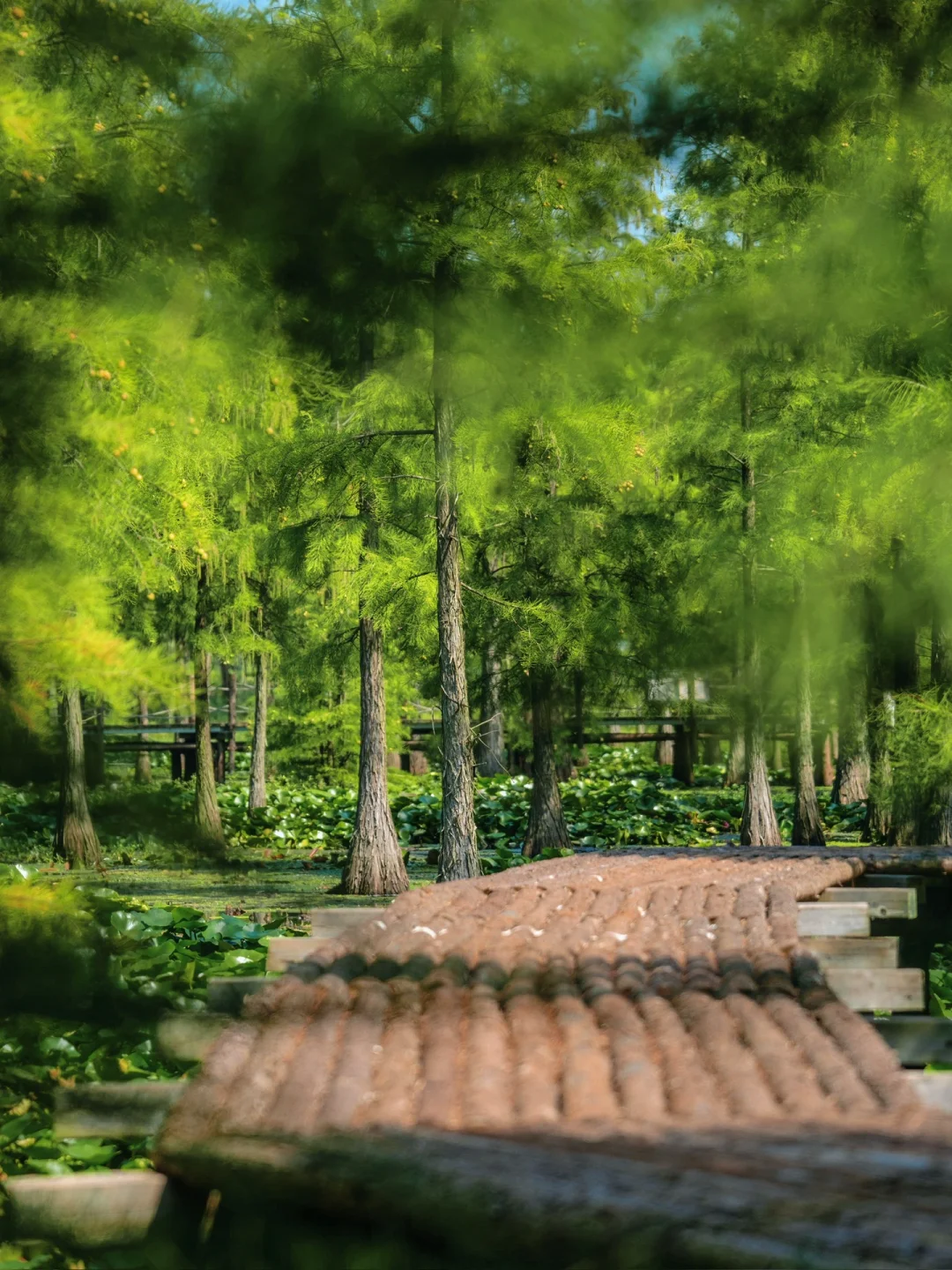 南京被严重低估的绿野仙踪🌲四次上过央视‼️
