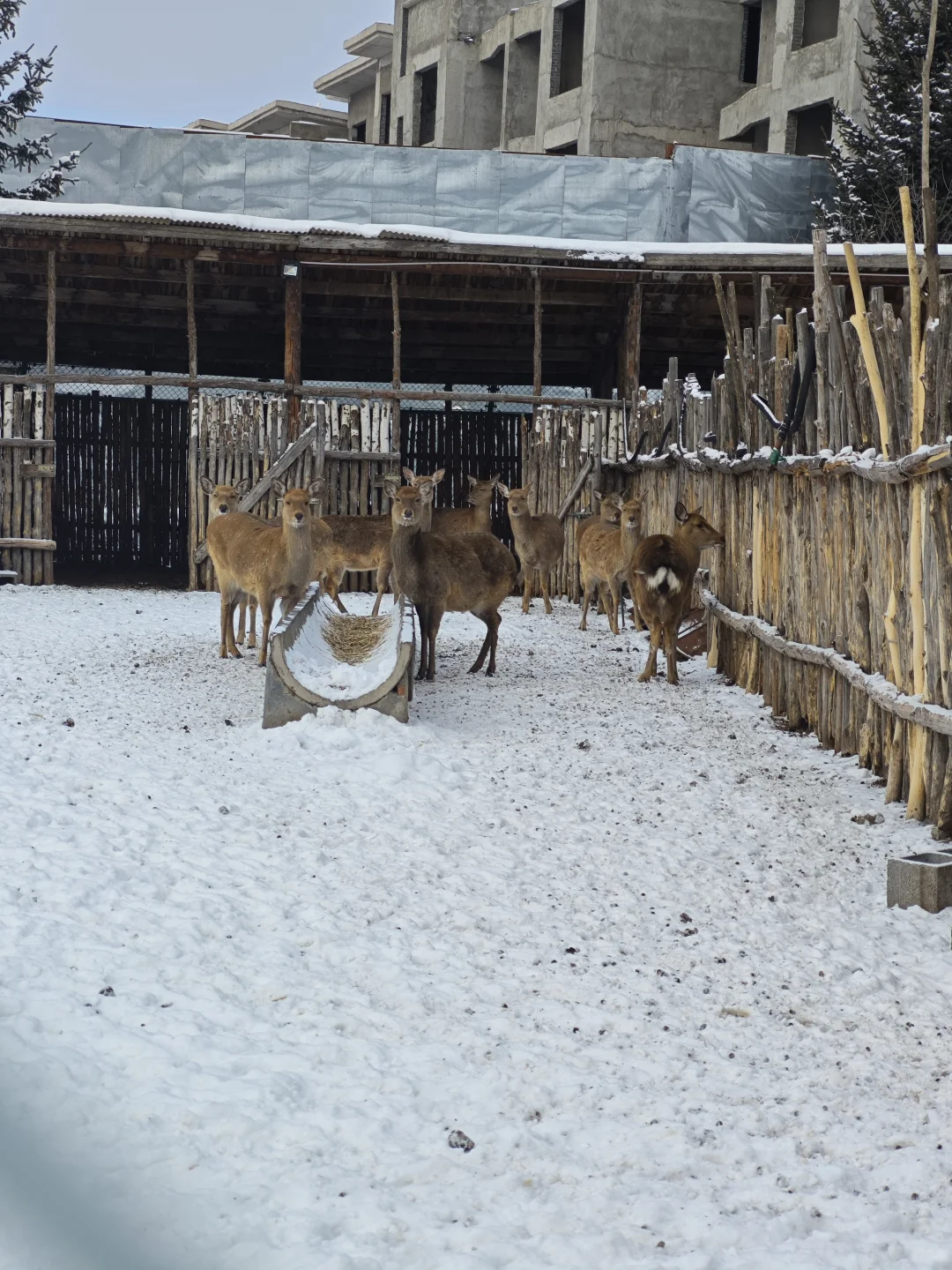 长白山西坡也有小鹿🦌