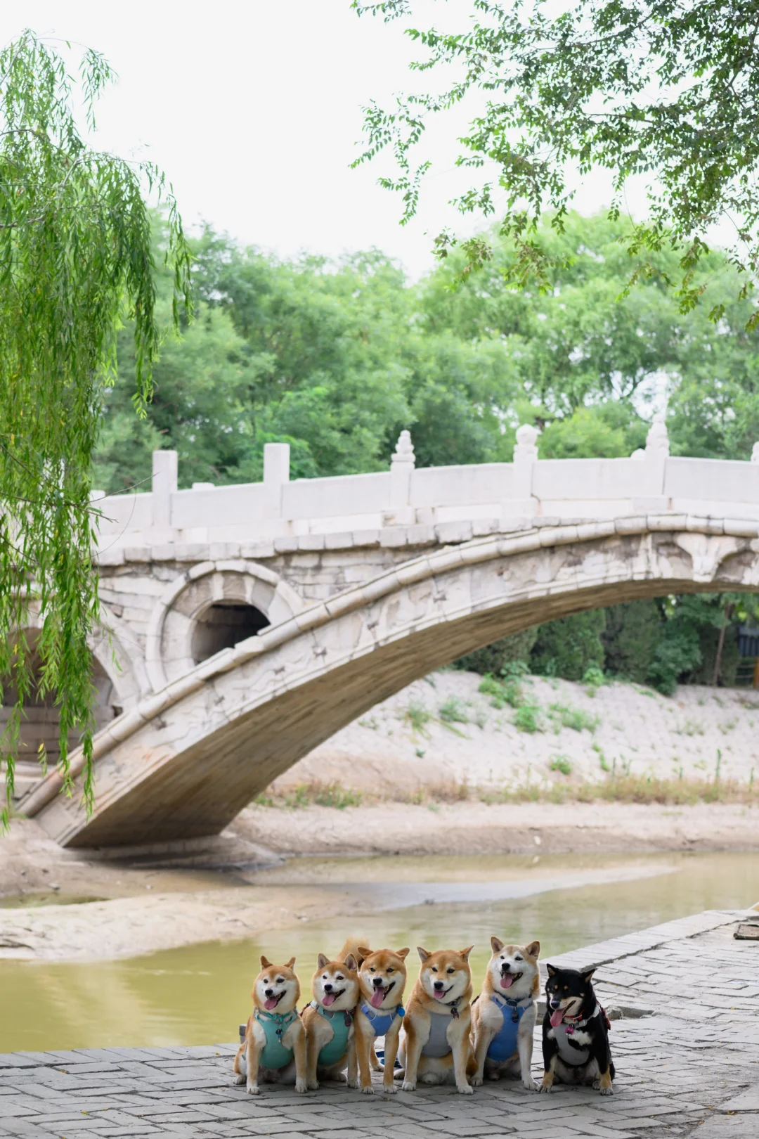 高温下的广府古城 | 邯郸