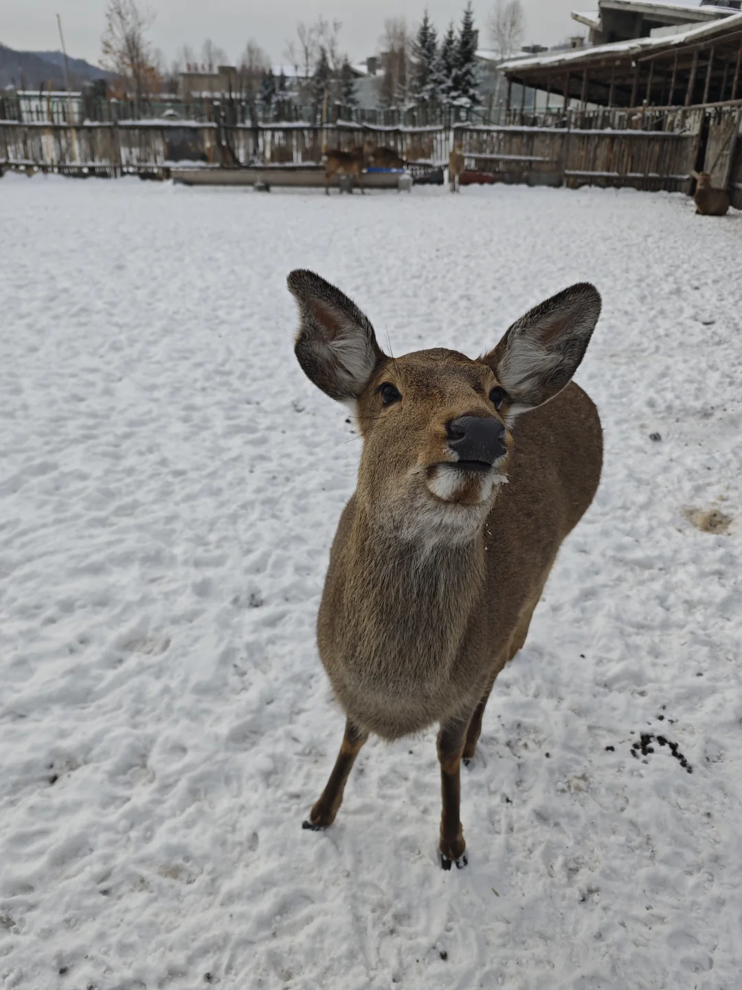 长白山西坡也有小鹿🦌