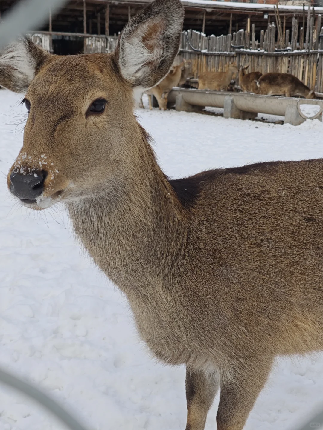 长白山西坡也有小鹿🦌