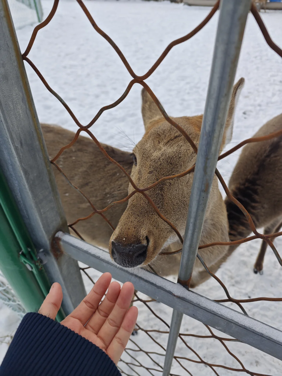 长白山西坡也有小鹿🦌