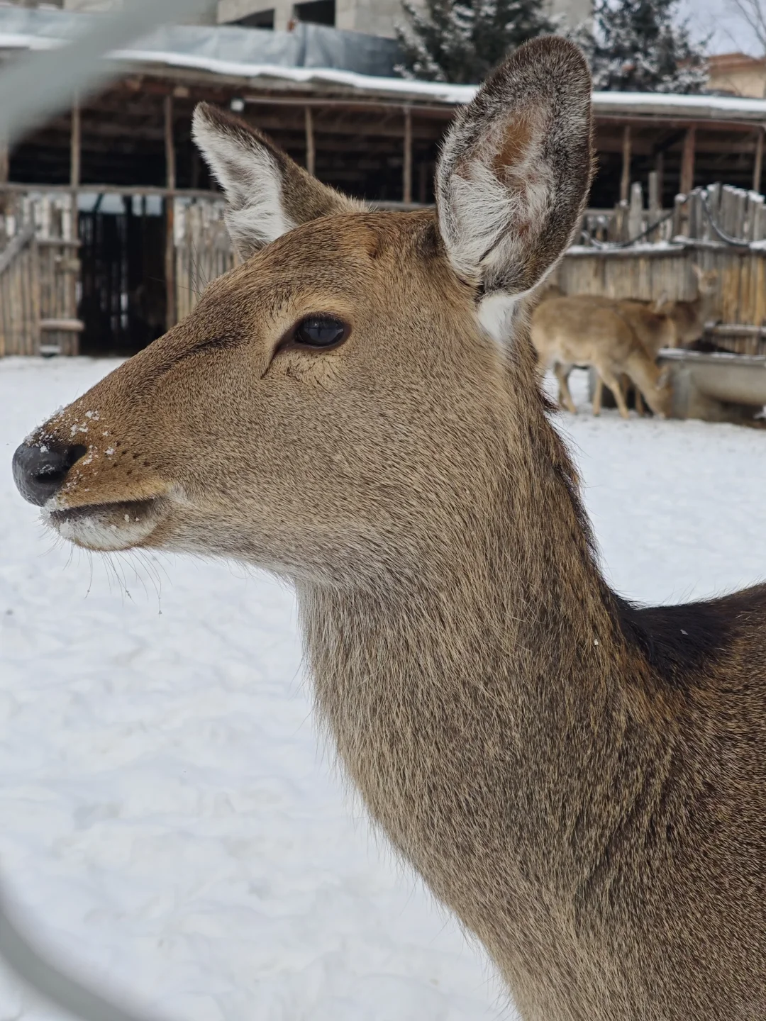长白山西坡也有小鹿🦌