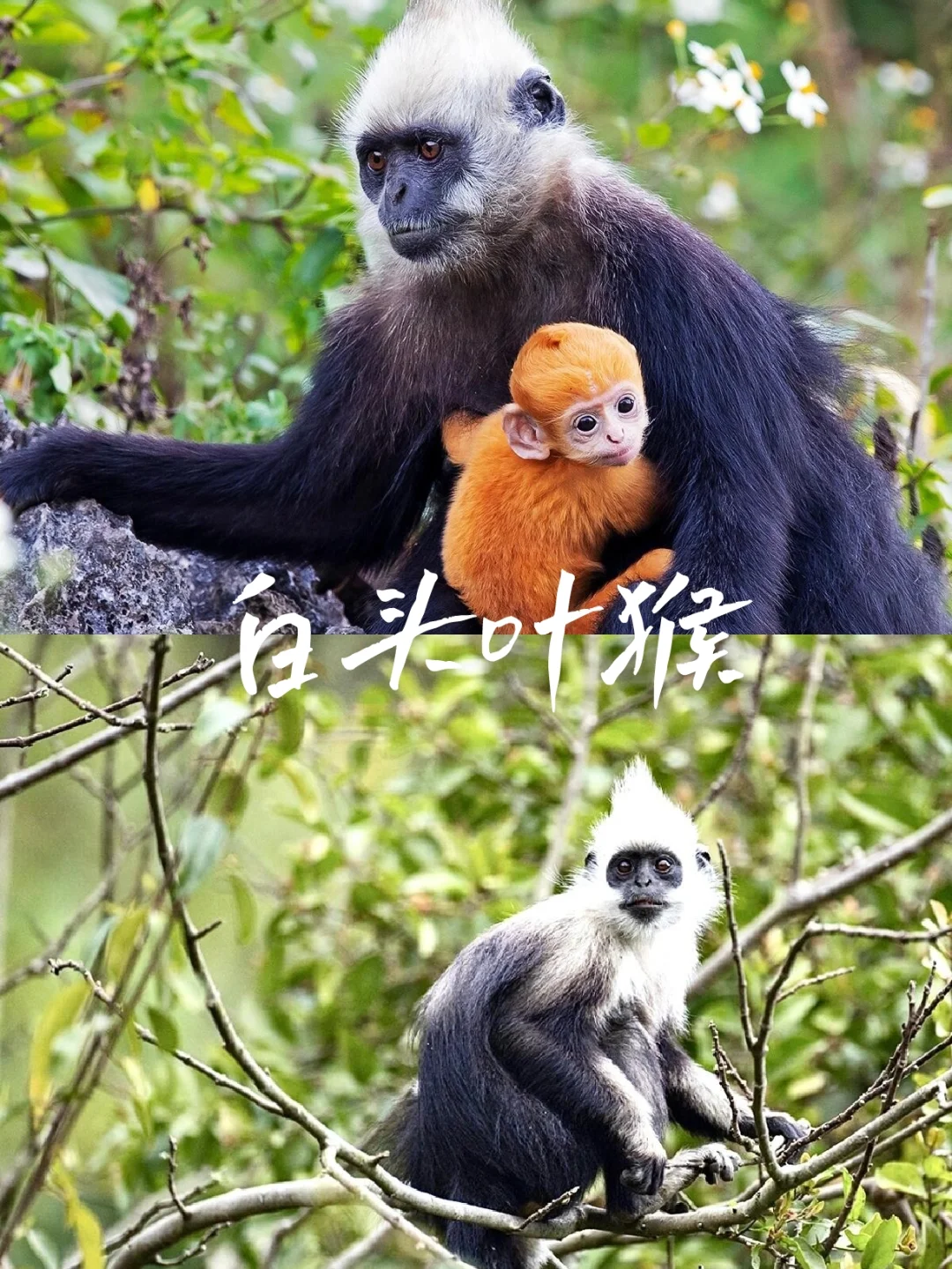以为冬天去三亚就够了，直到我去了广西崇左