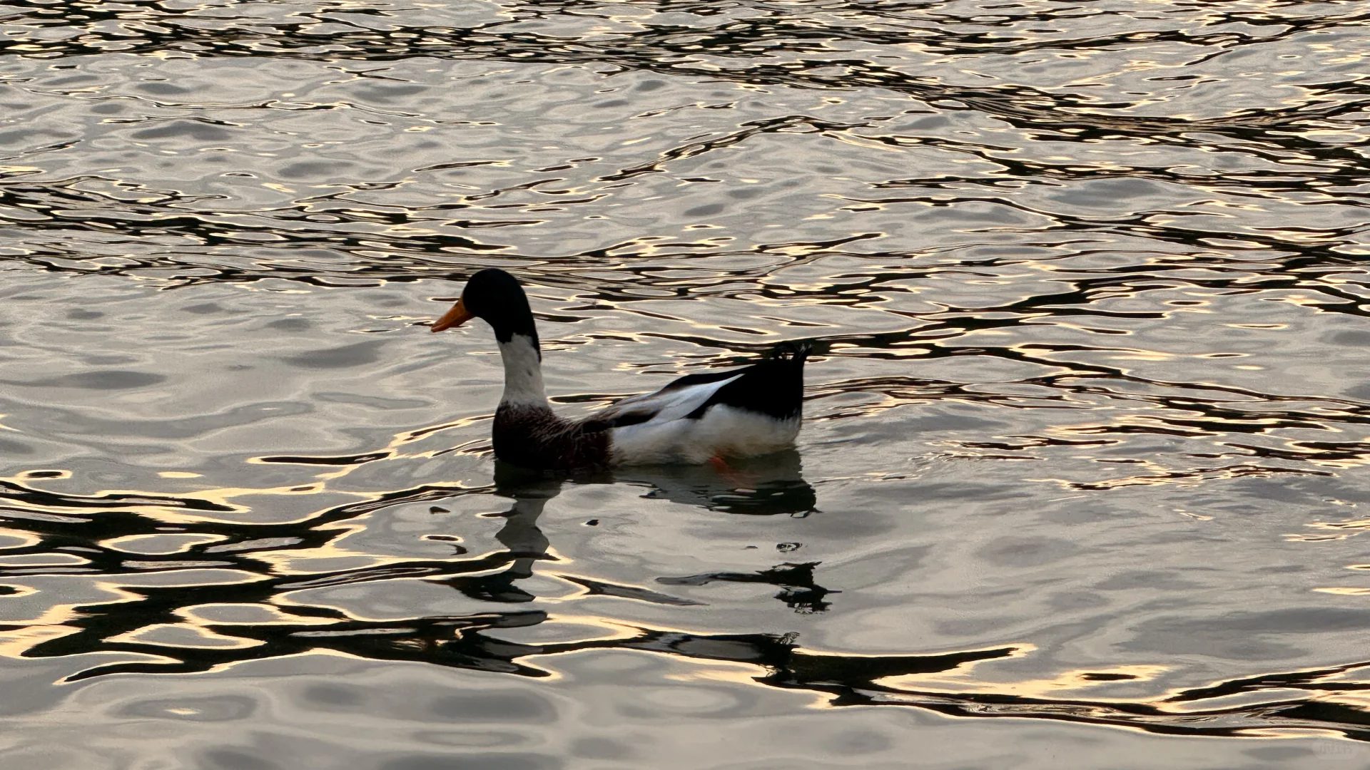 西湖夕阳