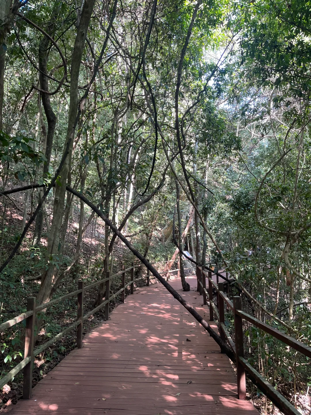 西双版纳中科院植物园