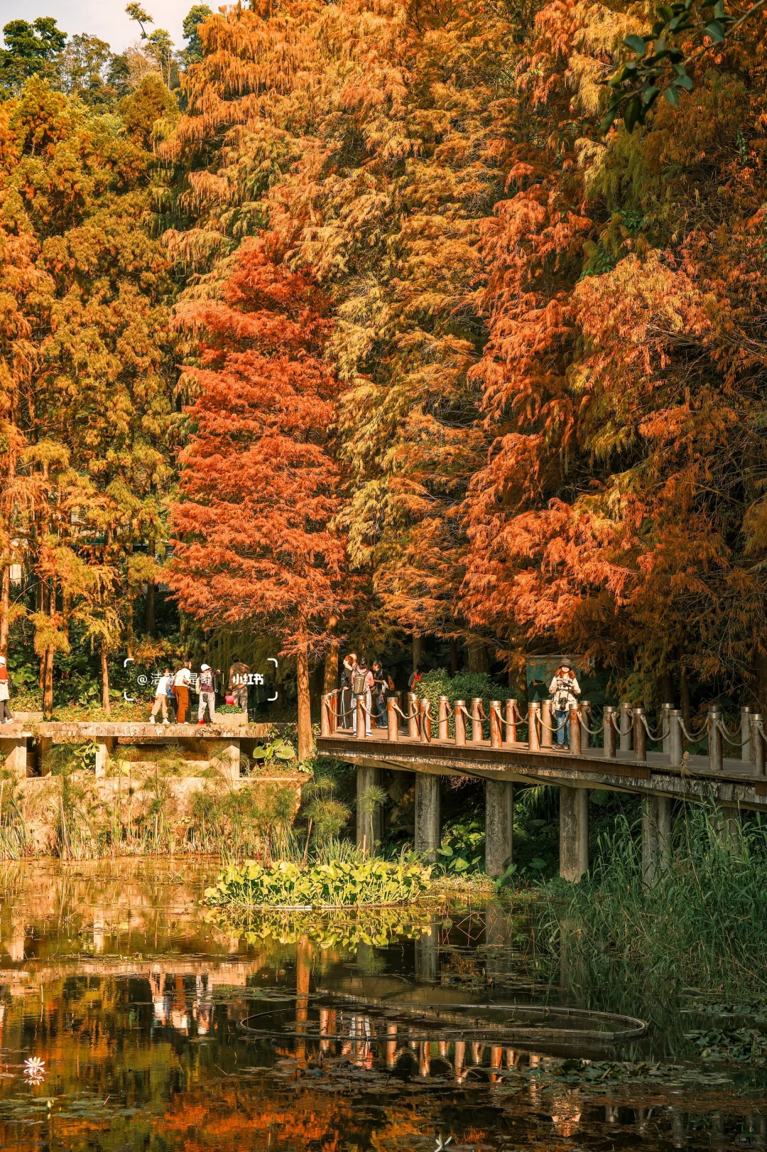 仙湖City walk📍落羽杉已美到最大值（附攻略