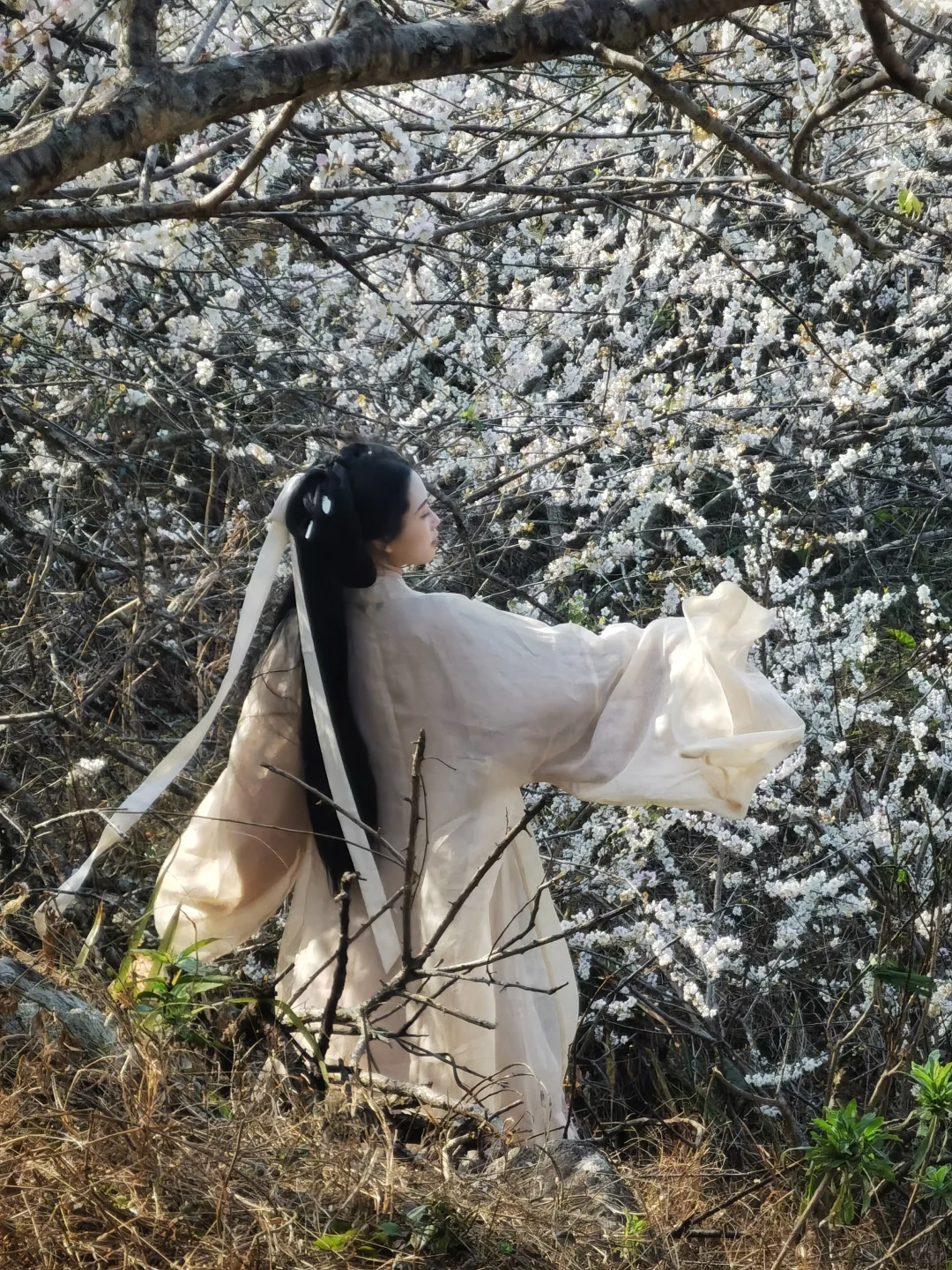 从化流溪香雪