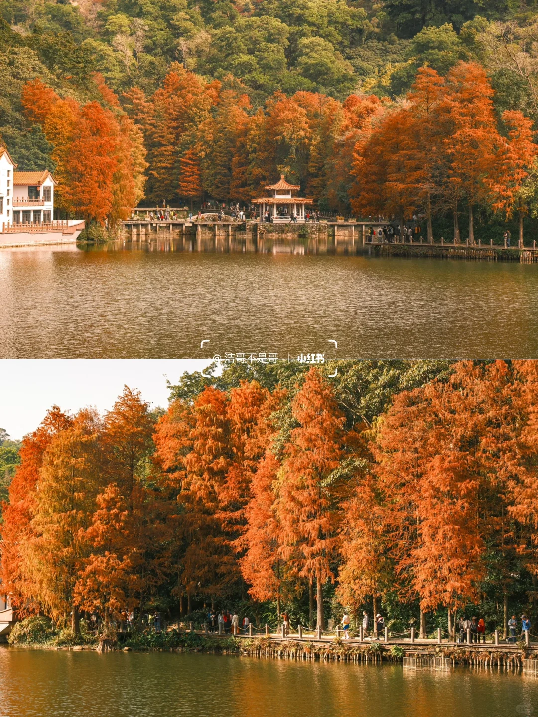 仙湖City walk📍落羽杉已美到最大值（附攻略