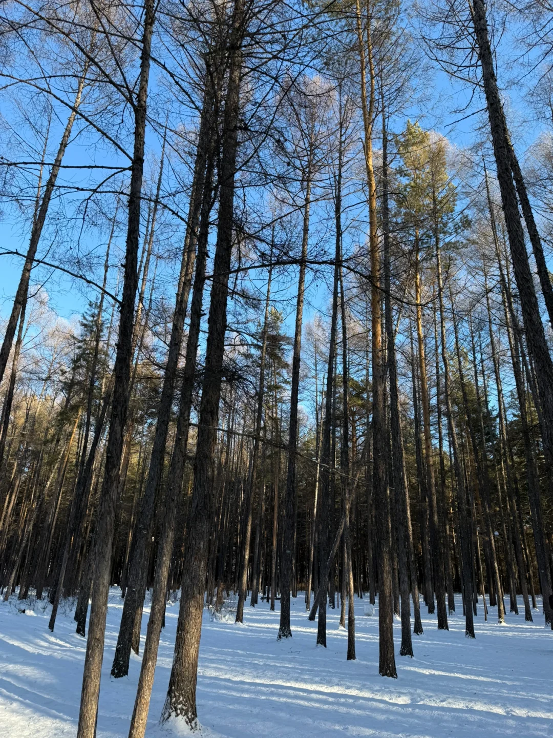漠河旅游