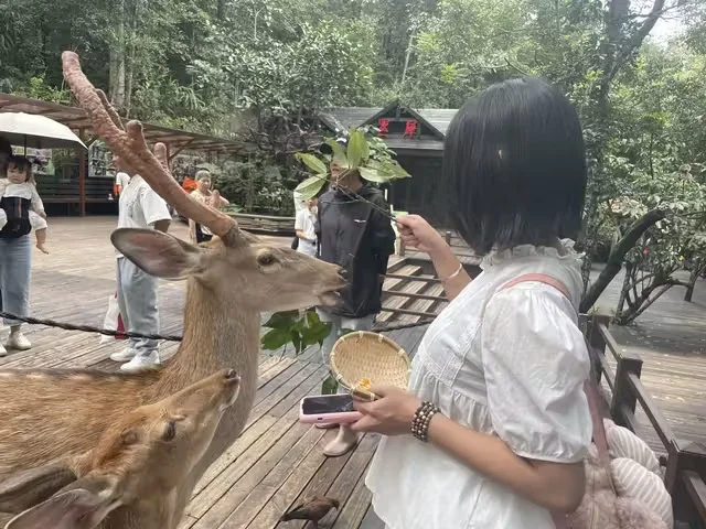 特惠定票-普洱太阳河森林公园（熊猫庄园）