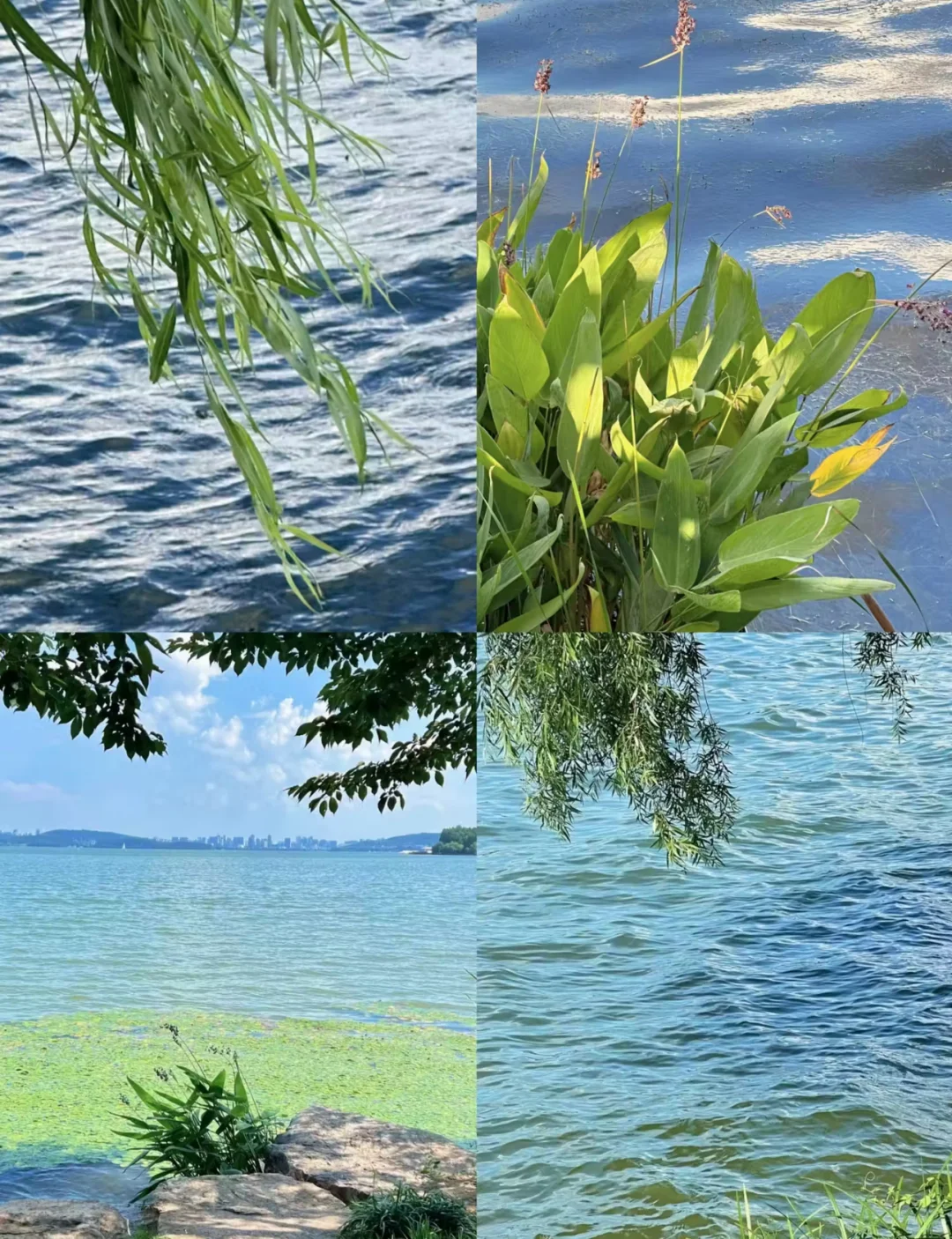 🌸武汉东湖全攻略