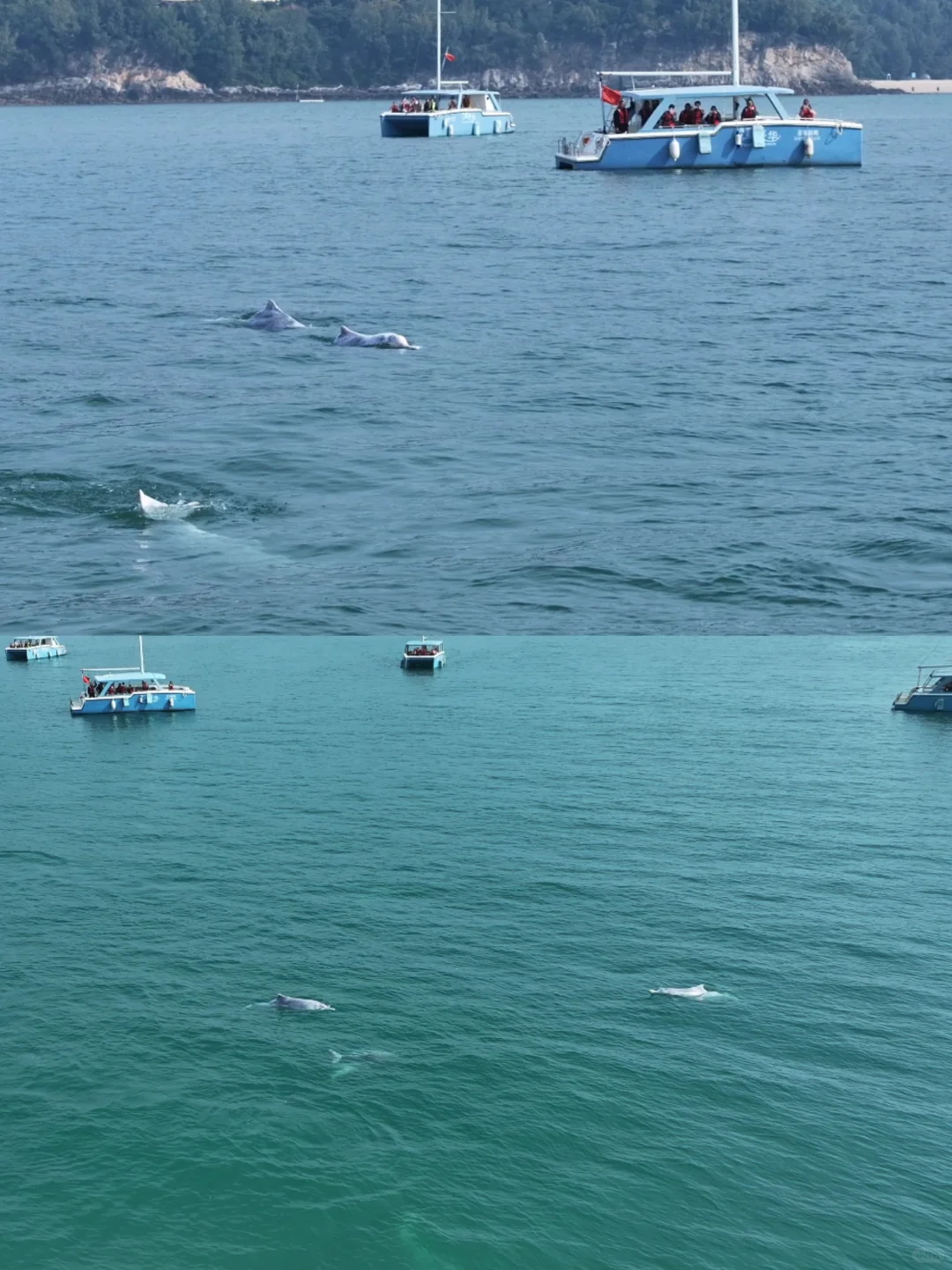 不上涠洲岛最强游玩攻略:北海出海看海豚！