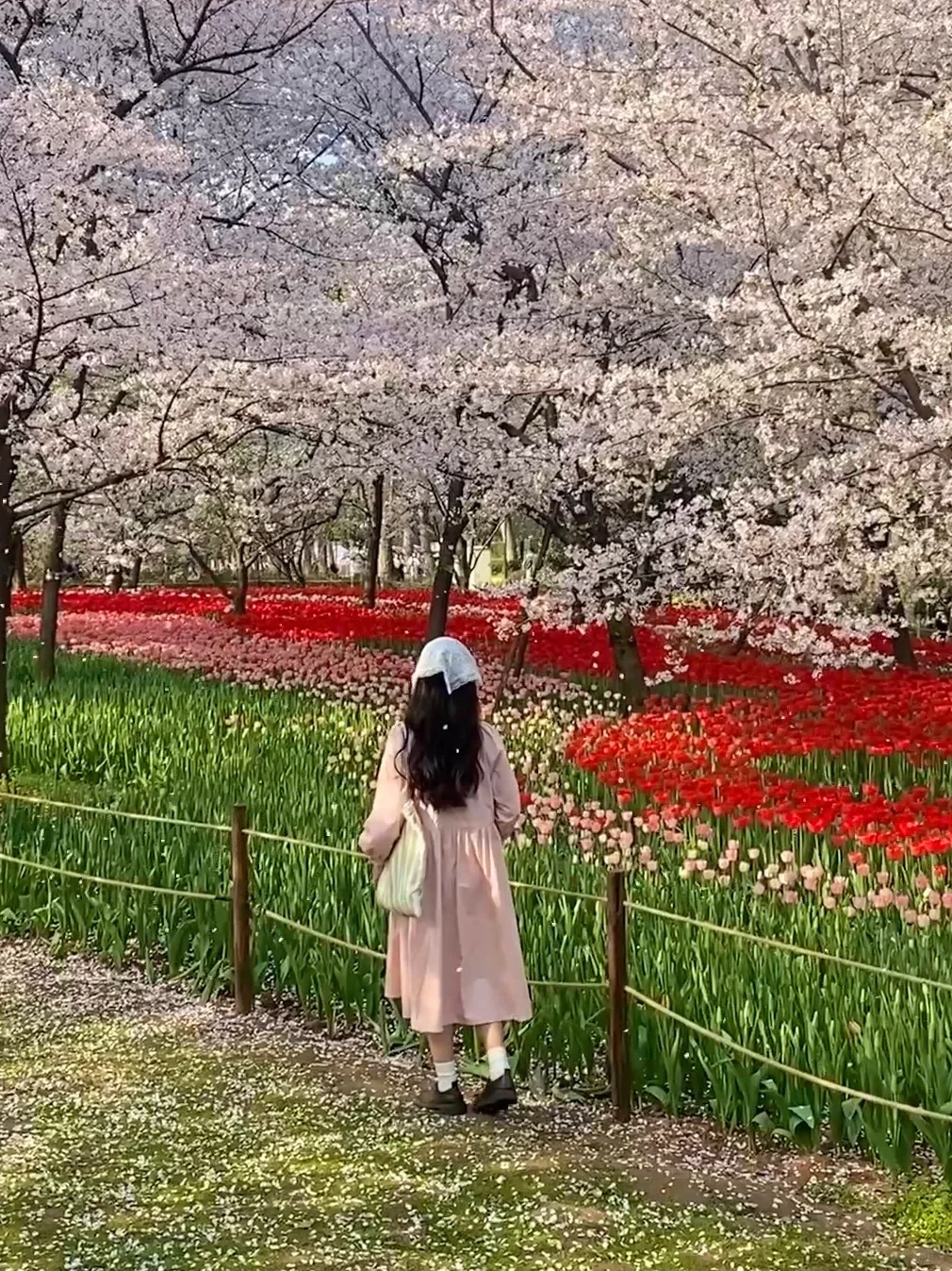 这是我买iPhone的意义🌸春夏秋冬Live~