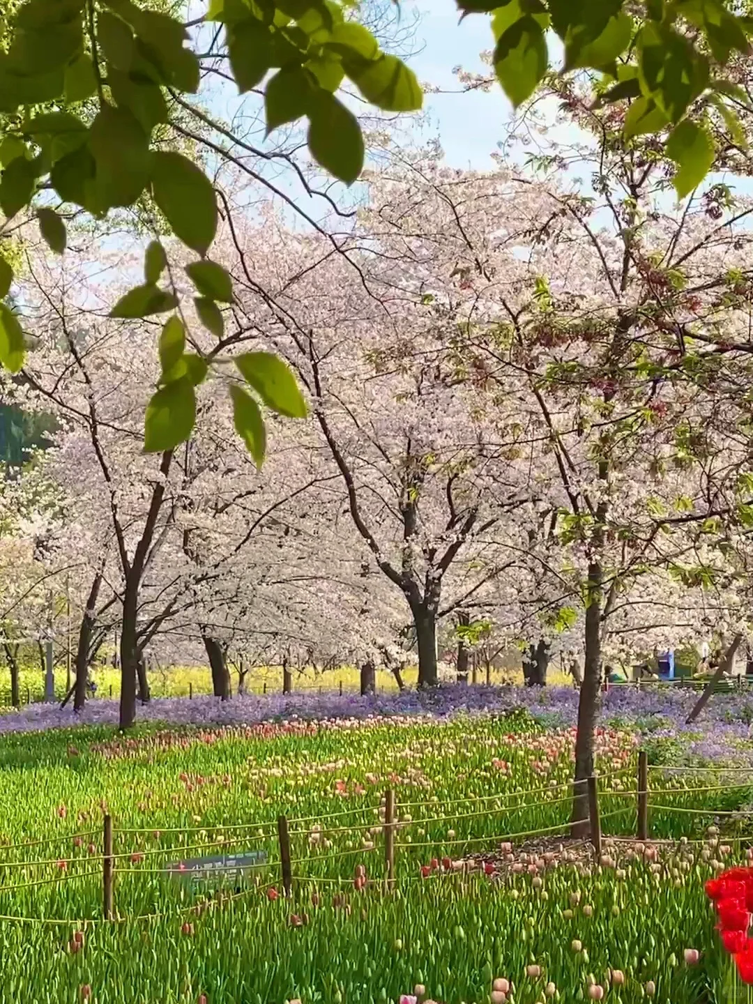 这是我买iPhone的意义🌸春夏秋冬Live~