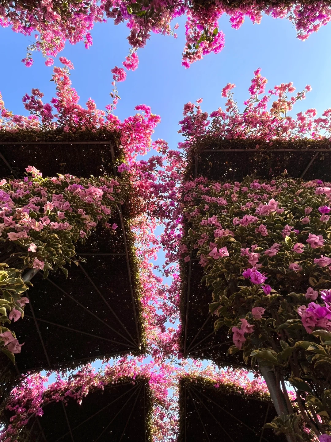 漳州！！🌸花海瀑布！！美得不像话….（live图）