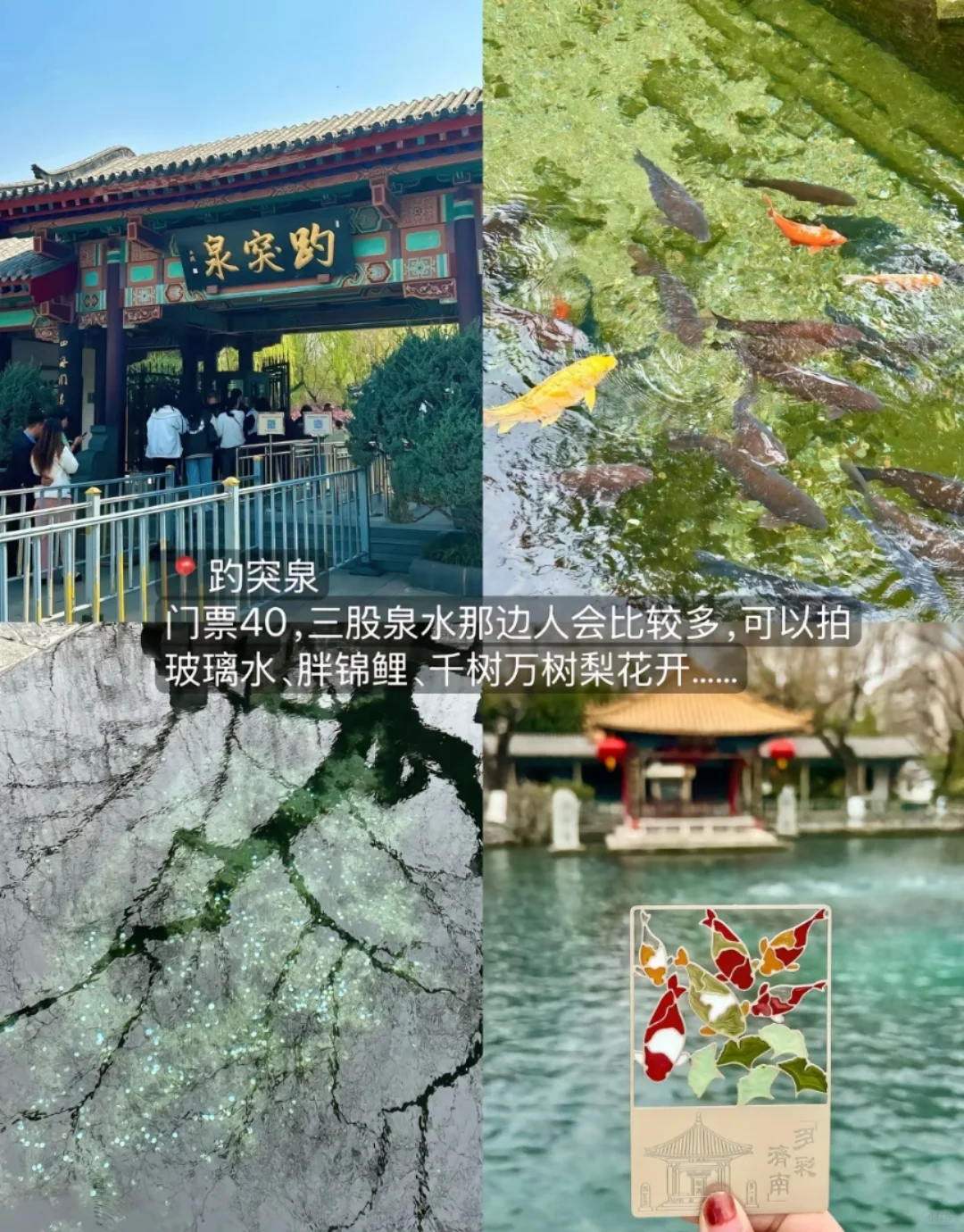 邯郸到济南，打卡夏雨荷花灯雕塑。趵突泉等