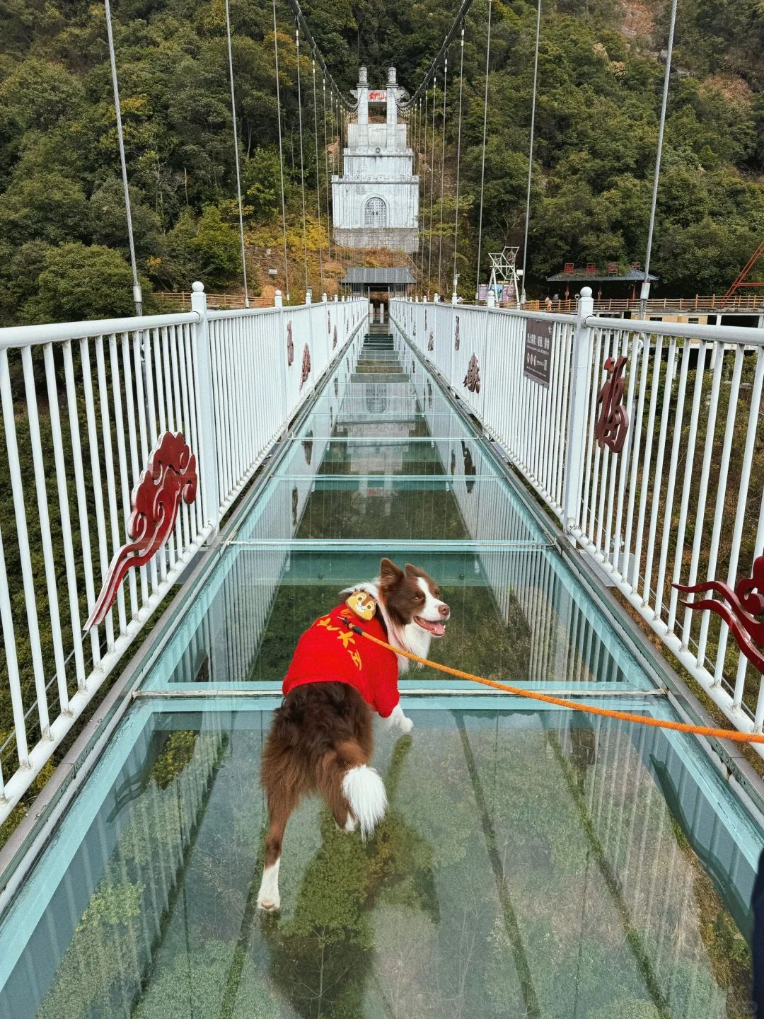 春节淡季 太适合带小狗去云门山旅游啦～